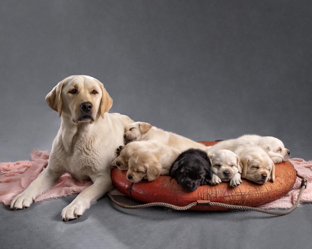 Фотосессия  щенков от Лолы и Юджина в 30 дней | Foto puppies in 30 days 